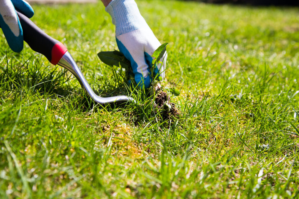 should i fertilize or seed first after aeration
