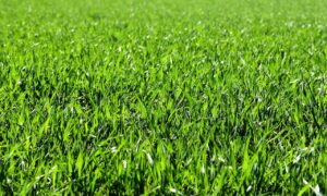 weed control in Saskatoon