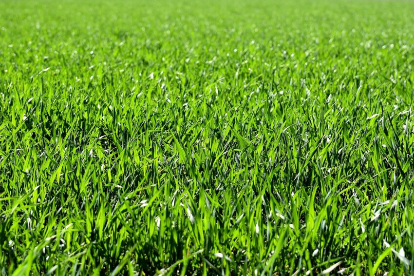 weed control in Saskatoon
