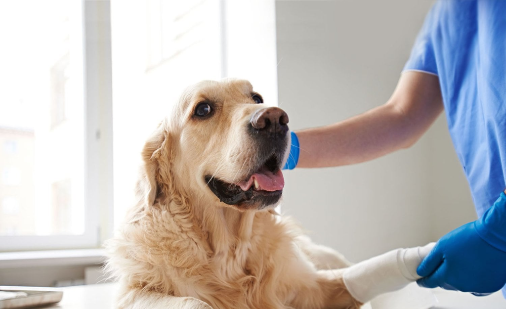 senior pet care in Encino