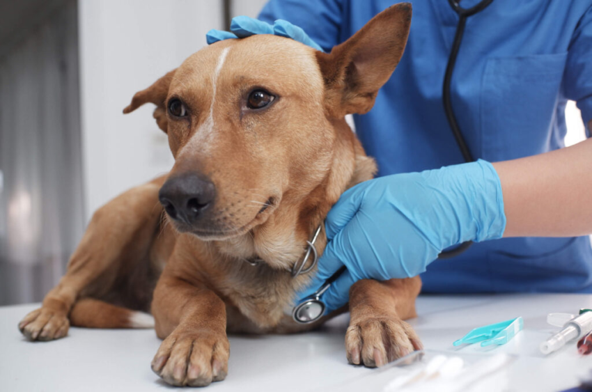 Senior Pet Care Near Me in Encino